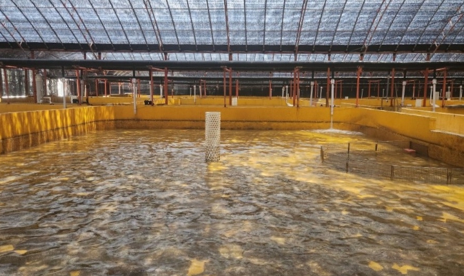 완도군, 올해 55억 투입 어류 양식업 경쟁력 강화 힘써