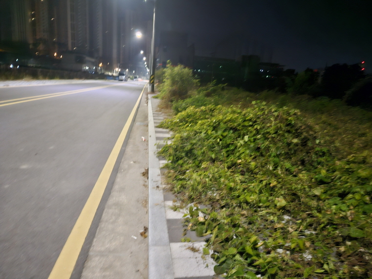 광주 북구 신용동 인도 ‘잡초 방치’에 시민 불만 고조…차도 이용 증가로 사고 위험