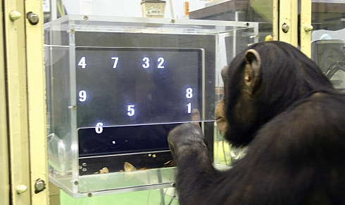 인간 능가하던 '숫자 천재' 침팬지, 49세로 세상 떠나