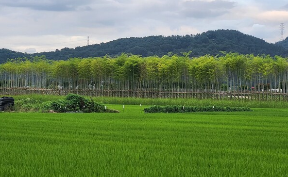감사원 “순천시, 기후대응 도시숲 국고보조금 3.3억 목적 외 집행”