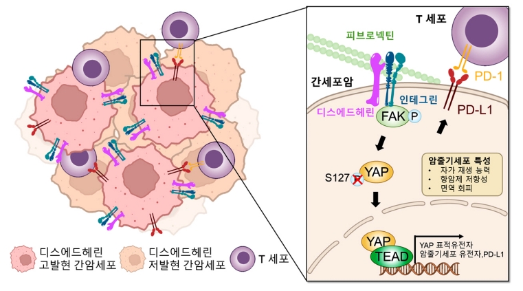 치료해도 다시 자라는 간암…원인은 '디스에드헤린' 단백질