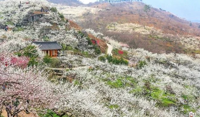 광양 매화축제