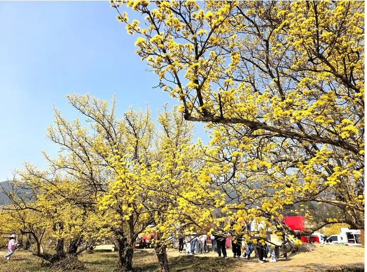 산수유마을에 노란산수유꽃