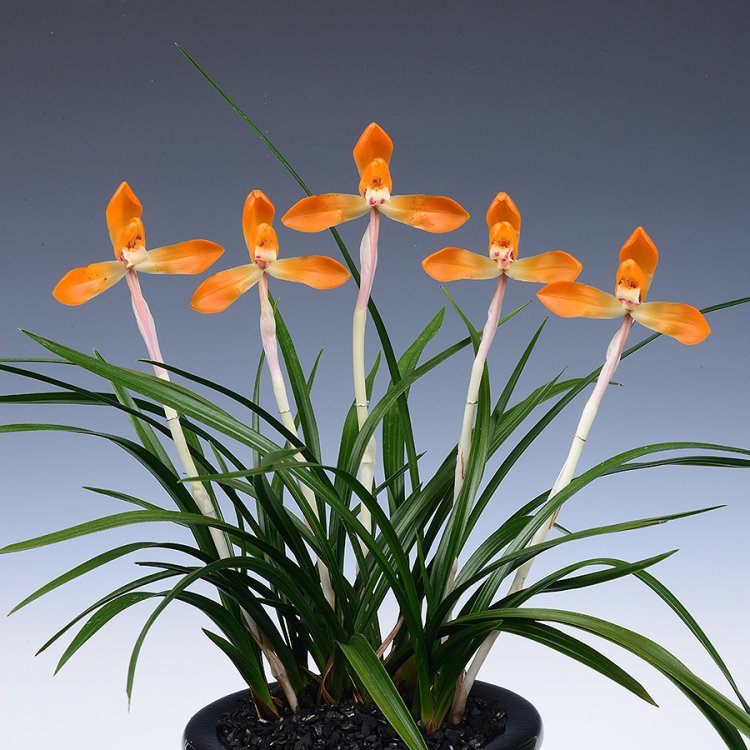 화순 난 명품 박람회