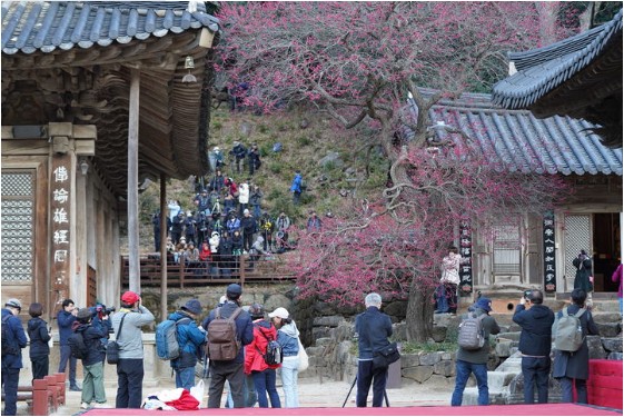 화엄사 홍매화 만개