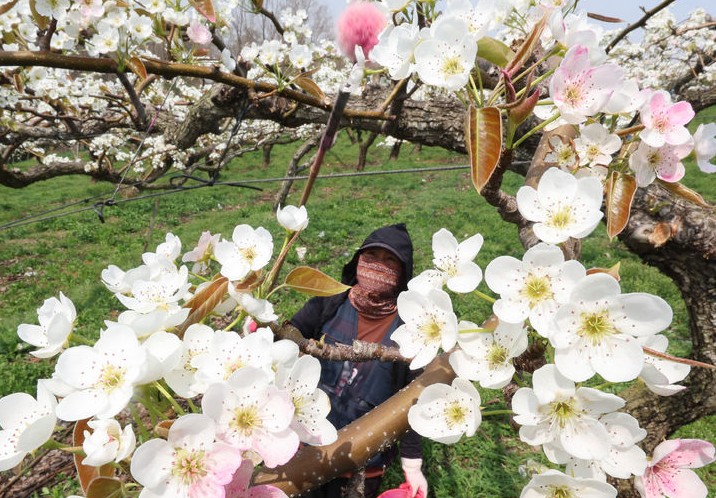 배꽃 인공수분하는 작업자