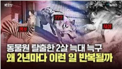 늑대 늑구 탈출은 왜 반복되나...숨겨진 동물원 이야기