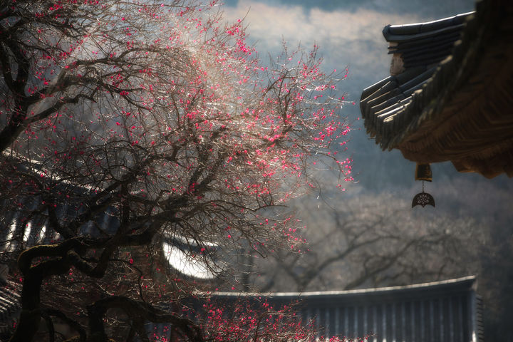 '꽃피는 순간, 꿈이 피어난다'…화엄사 홍매화 사진 콘테스트