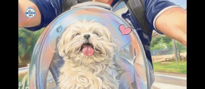 무지개 다리 건넌 꽃분이, 마지막 모습 공개됐다