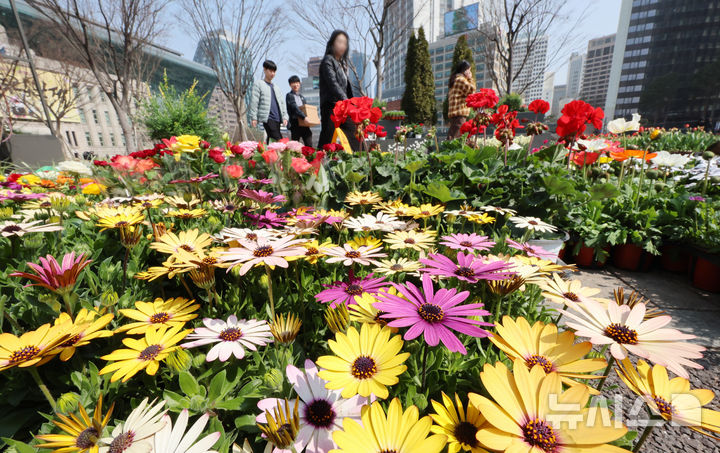 봄 찾아온 서울광장 [오늘의 한 컷]
