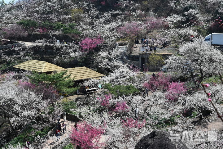 매화 만개한 광양 [오늘의 한 컷]