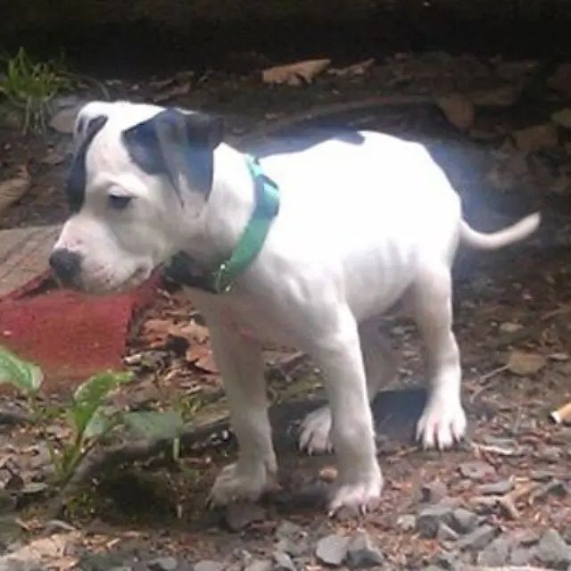 납치된 반려견, 11년 만에 주인과 재회…몸속 '이것' 덕분