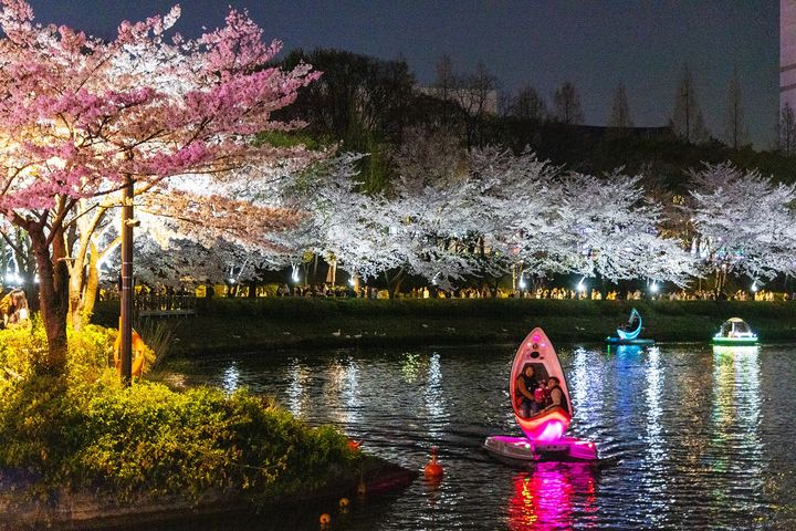낮엔 설레고 밤엔 취한다…1100그루 왕벚나무가 빚은 '잠실의 봄'