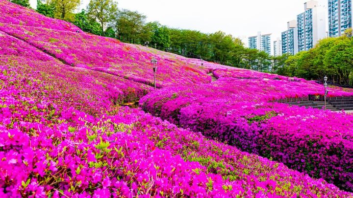"벚꽃 지니 철쭉 세상"…군포, 100만 그루 진분홍 꽃물결[N픽 여행]
