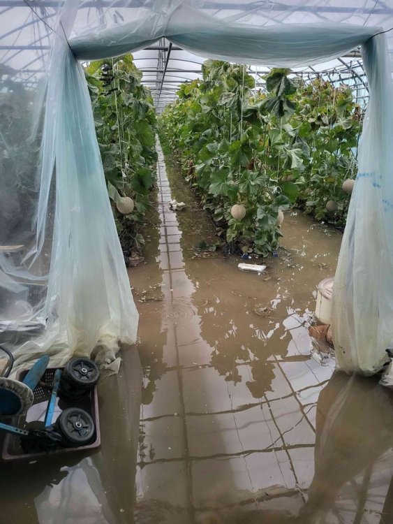 非보험 작물도 재해보장 받는다…정부, '준보험' 제도 도입 착수