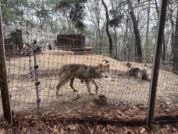 대전 늑구 탈출CCTV 비공개 논란…도시공사 "보존 조치"